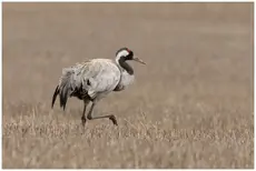 Grulla Común
