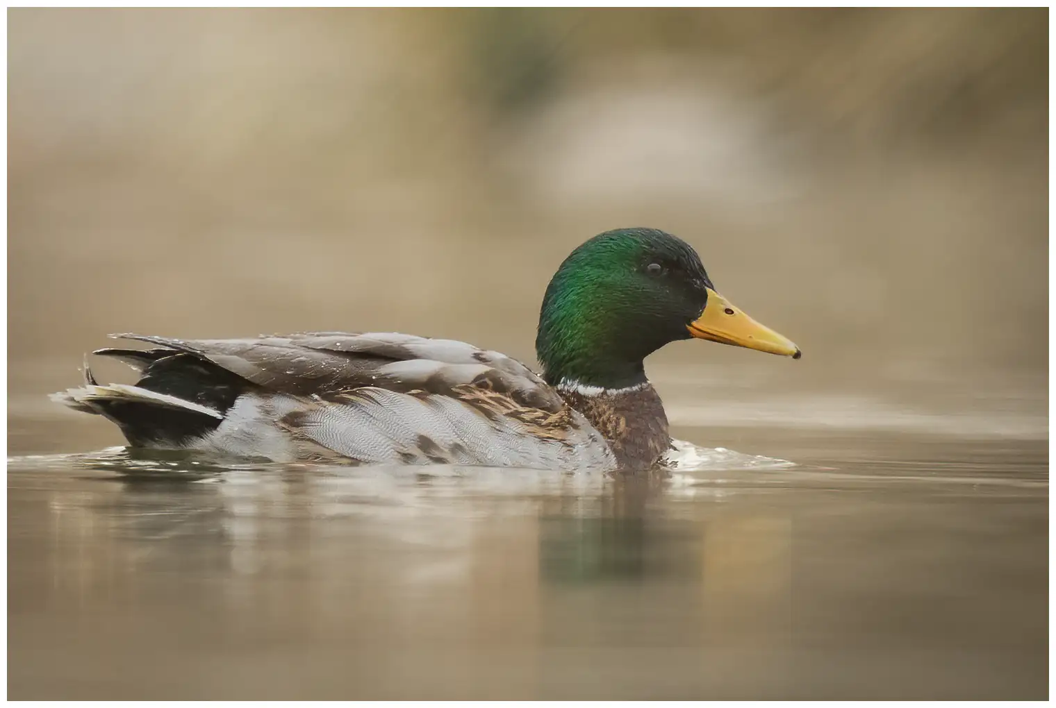 Un ánade real descansa en el agua bajo la bruma matinal. Su cabeza es de un hermoso color verde.