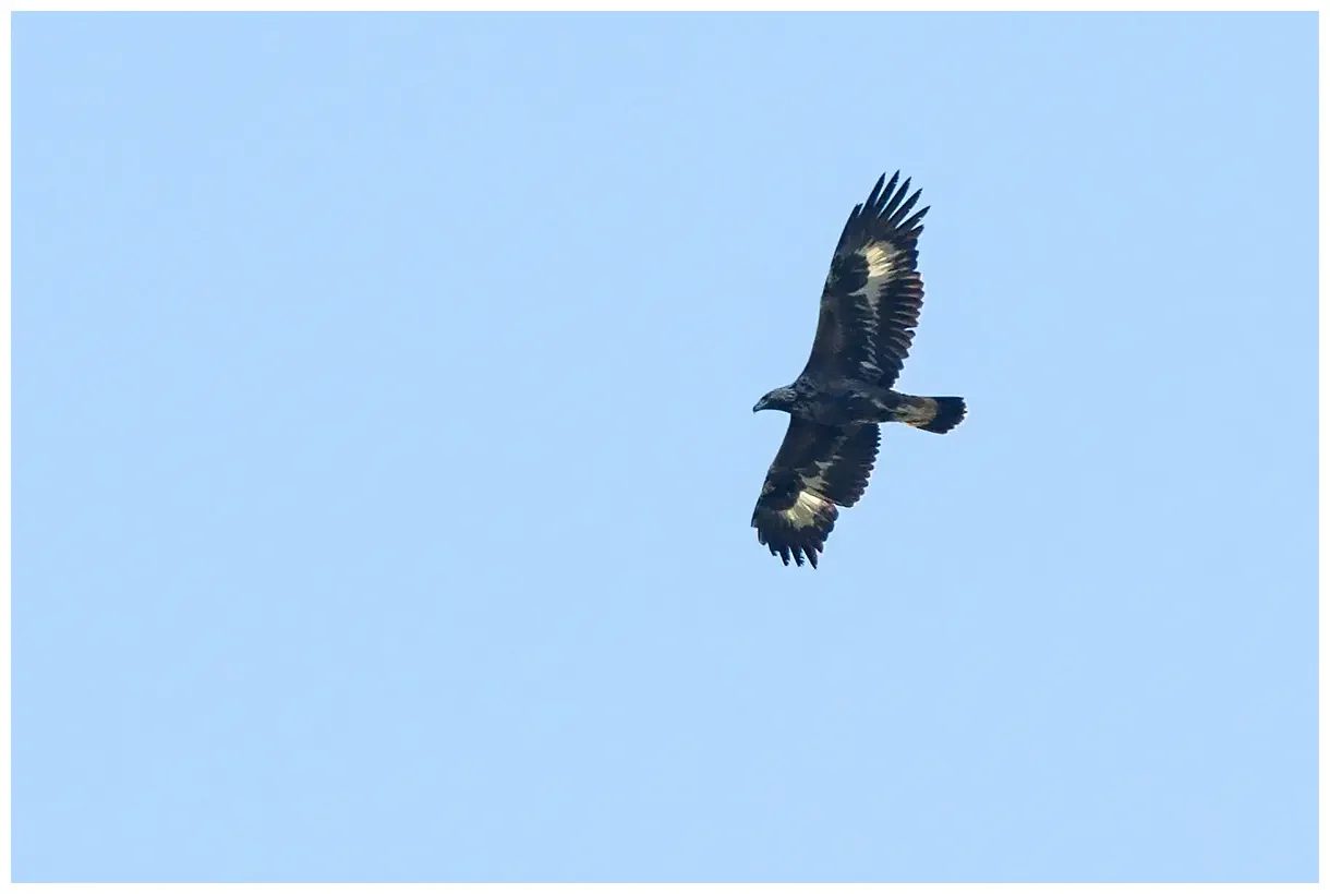 Águila Real