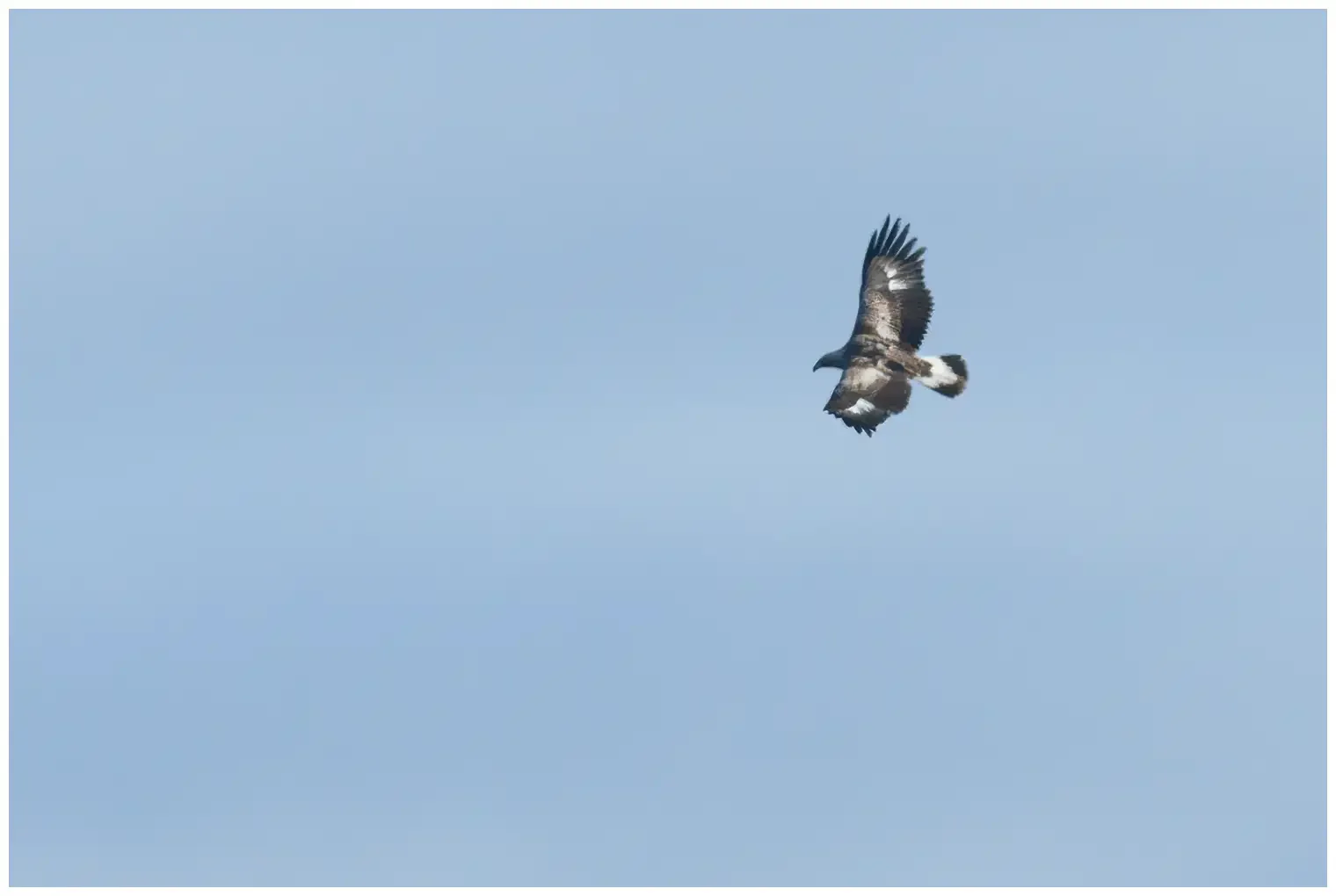 Águila Real