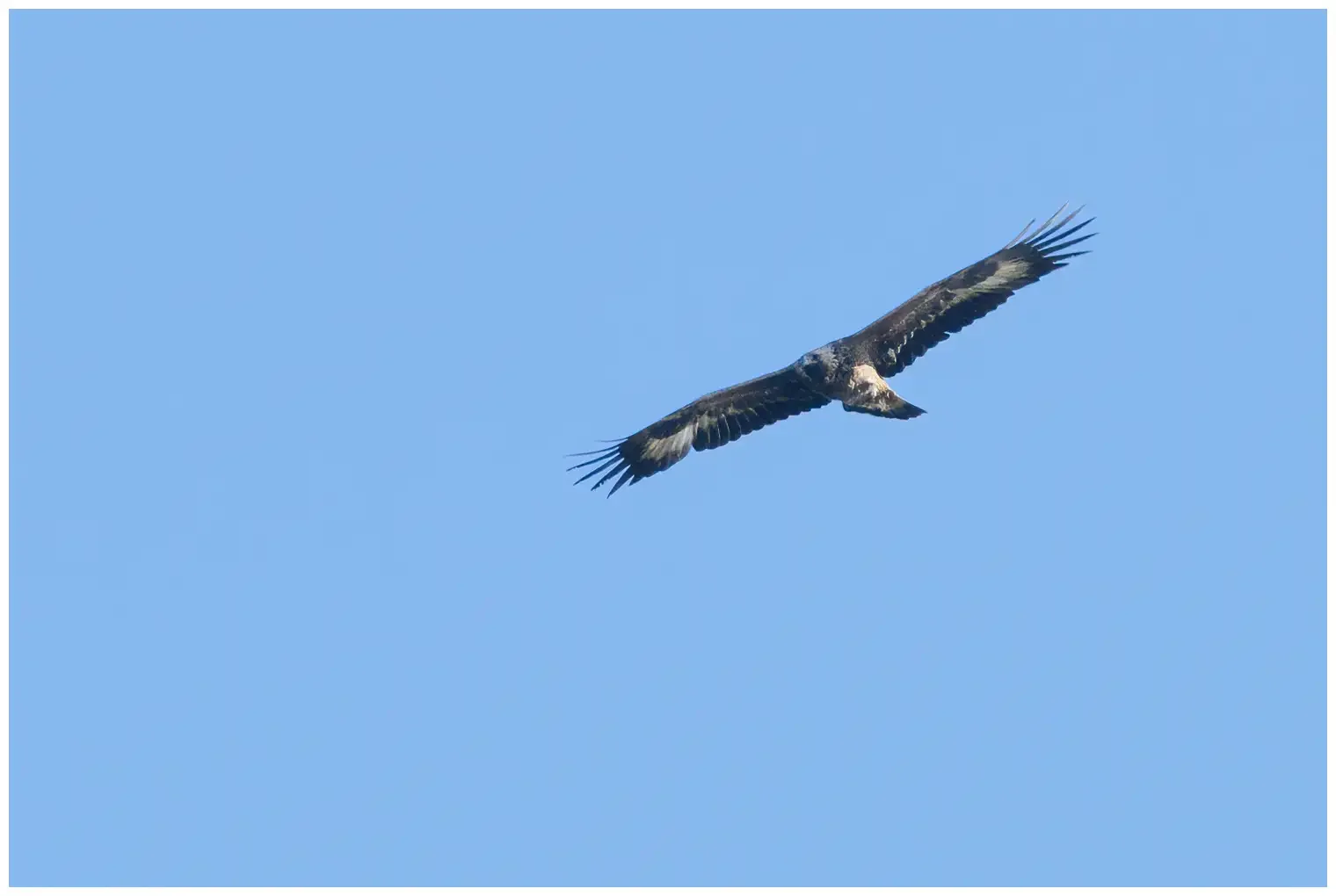 Águila Real