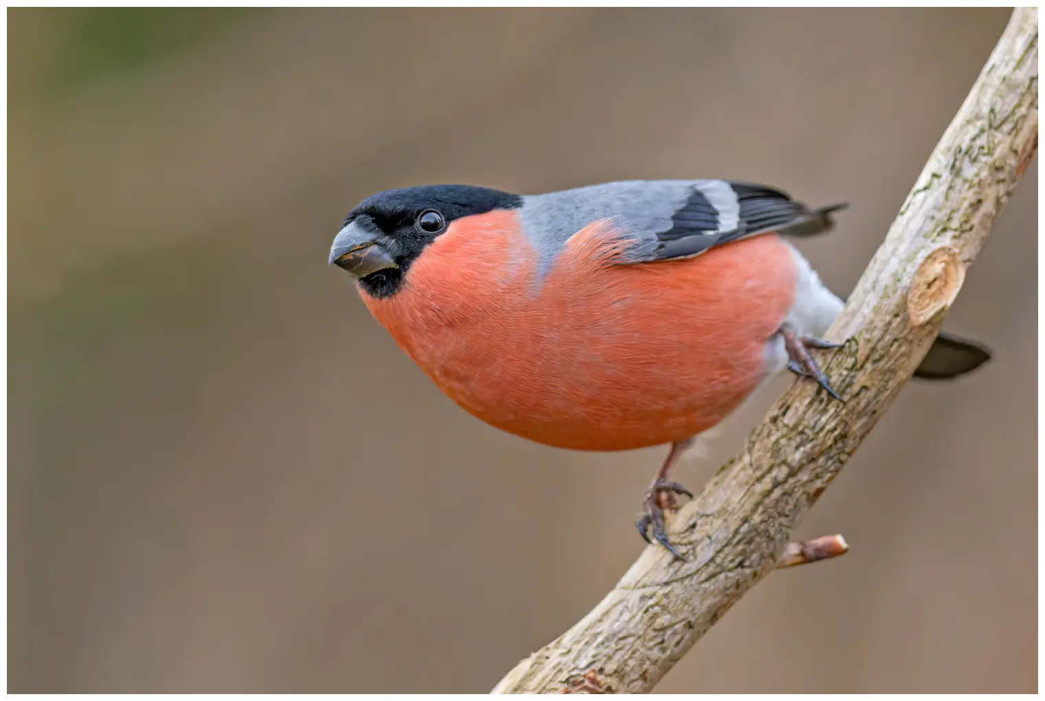 Camachuelo Común