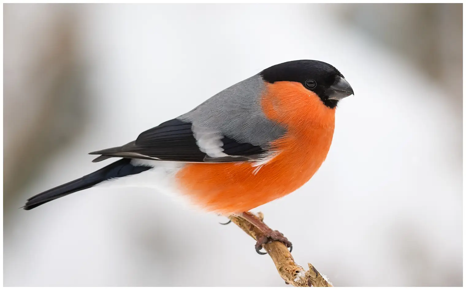 Camachuelo Común. Imagen invernal. Parte inferior de color rojo anaranjado en fuerte contraste con la parte superior gris del ave y el casquete negro.