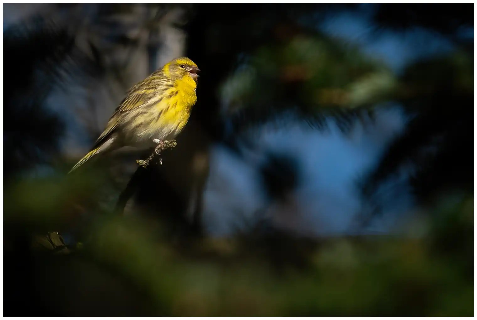 Serín Verdecillo. Canta en los árboles. Pico corto y compacto. Fuertes rayas longitudinales en espalda y flancos. Frente y pecho amarillo limón.