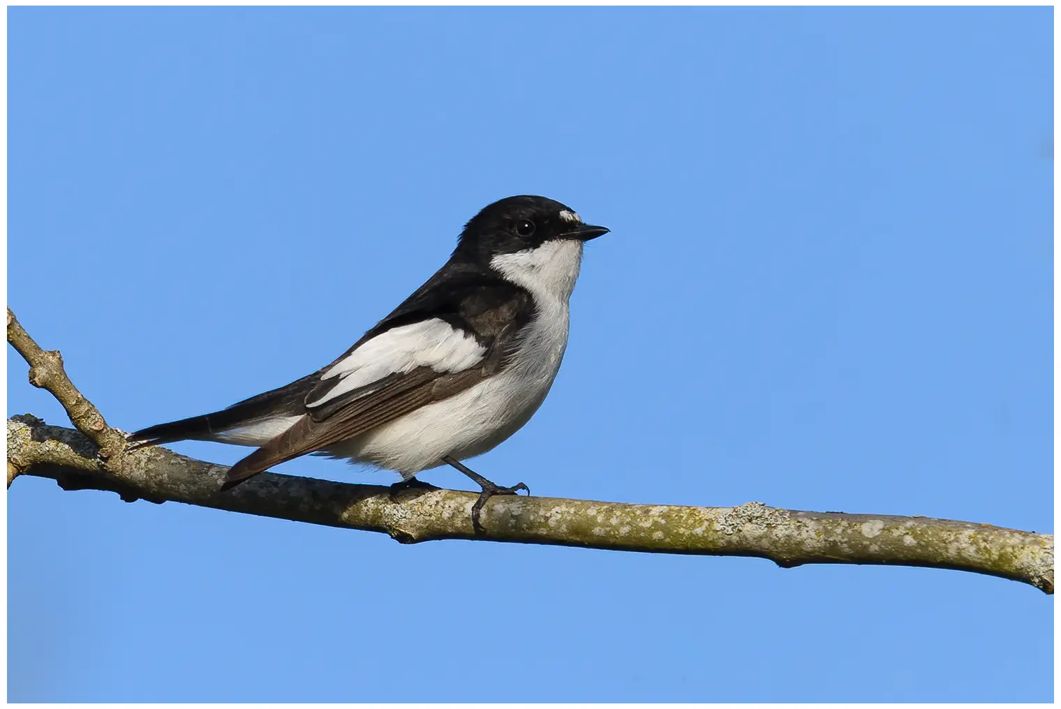 Papamoscas Cerrojillo. Dos manchas blancas en la frente, marcas blancas distintivas en las alas oscuras y parte inferior completamente blanca.