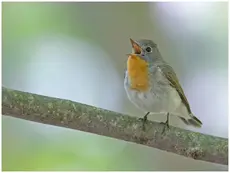 Papamoscas Papirrojo