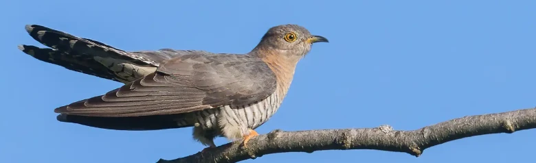 Cuco Común. Parecido a un halcón, con alas largas y puntiagudas y cola larga. Gris ceniza con cola y alas más oscuras, parte inferior clara con barras transversales oscuras.
