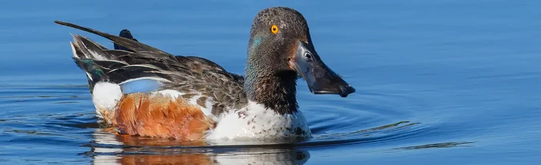 Cuchara Común. El pato está tumbado en el agua y el pico muy ancho es muy llamativo. Flanco marrón.