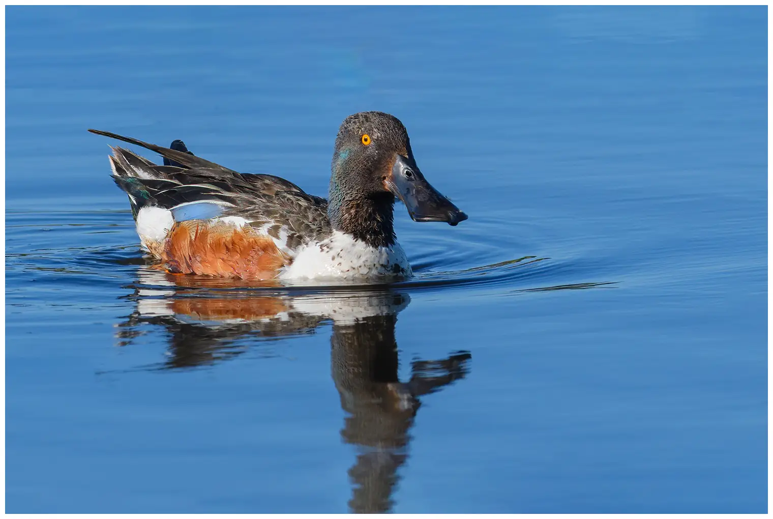 Cuchara Común. El pato está tumbado en el agua y el pico muy ancho es muy llamativo. Flanco marrón.