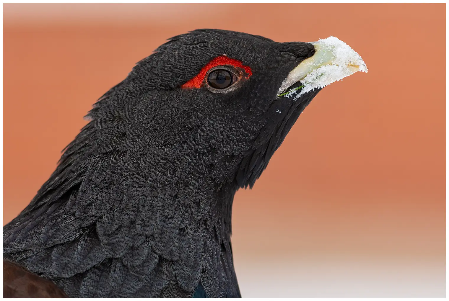 Urogallo Común. Aquí sólo se ve la cabeza negra, donde las plumas sobre el ojo son rojas.