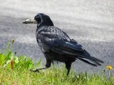 Graja
