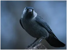 Grajilla Occidental