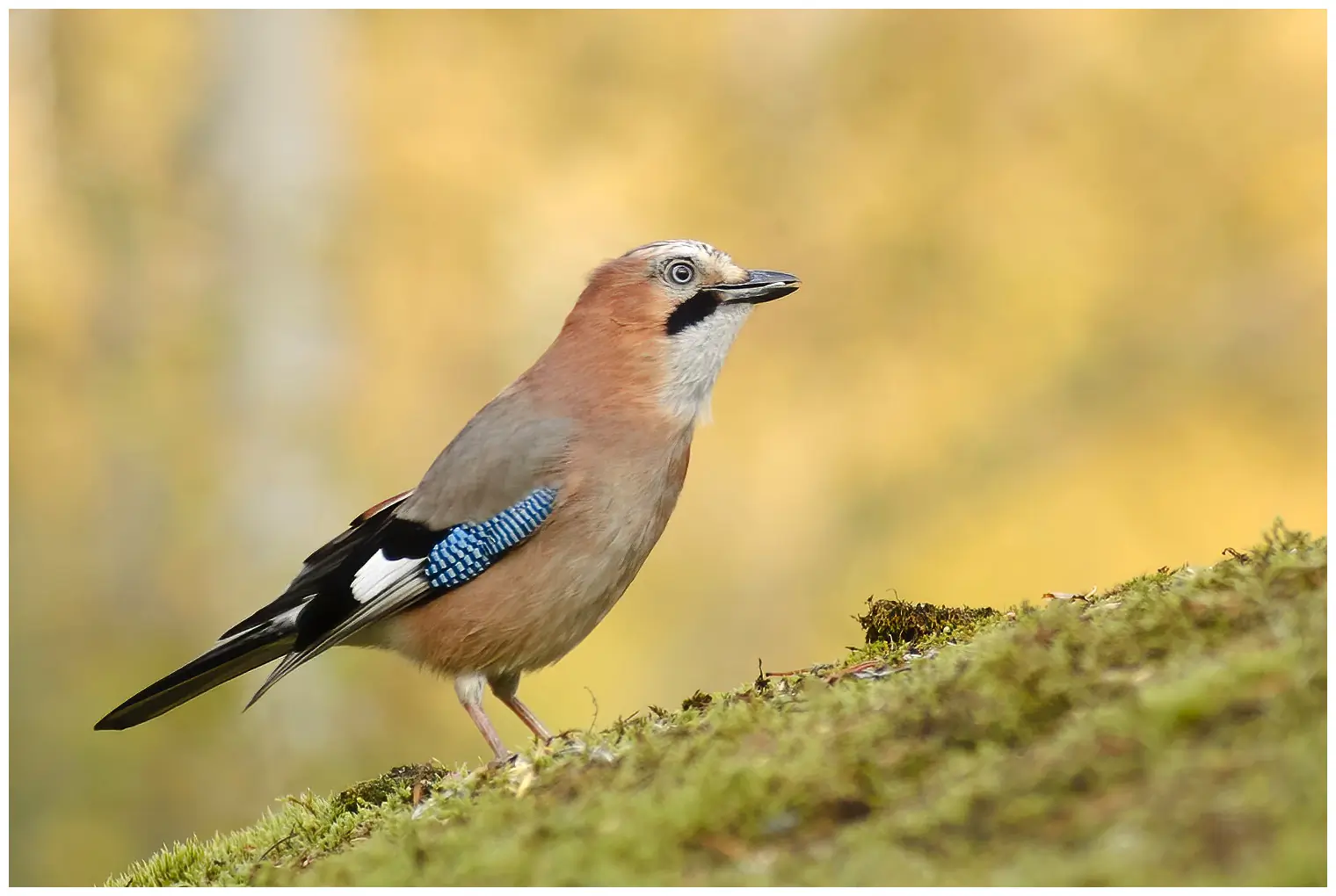 Arrendajo Euroasiático. Pájaro moteado con una mancha azul en el ala, una franja negra en la barba y la parte superior de la grupa blanca.