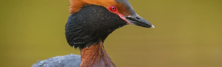 Zampullín Cuellirrojo. Plumas ornamentales naranjas en la cabeza, cuello negro y ojos completamente rojos.