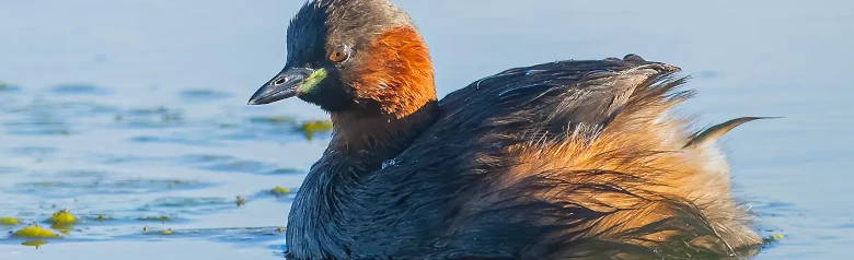 Zampullín Común. El ave es oscura y presenta manchas amarillas distintivas en las comisuras de la boca. Carece del plumaje de la cabeza de otros somormujos lavancos.