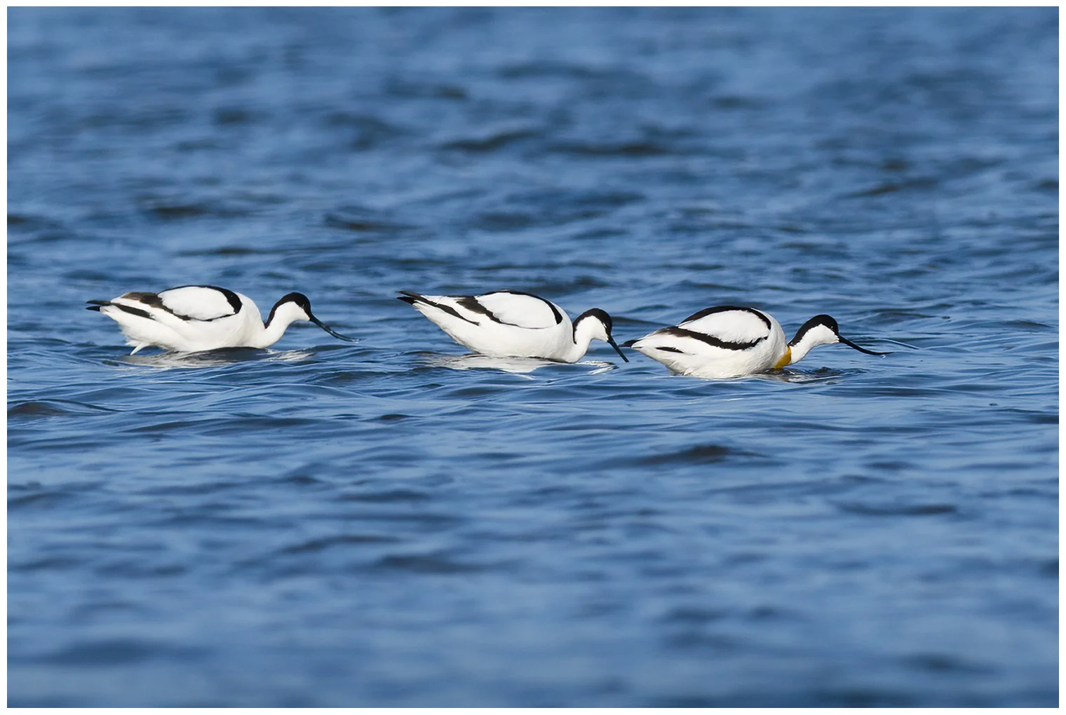 Avoceta Común