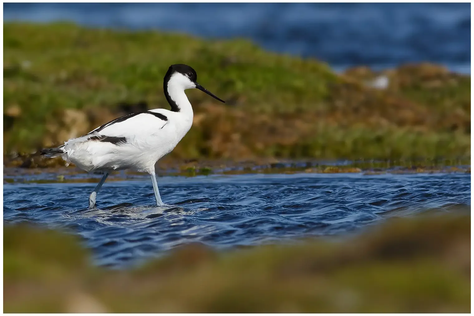 Avoceta Común