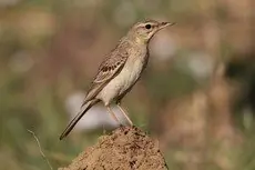 Bisbita Campestre