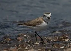 Chorlitejo patinegro