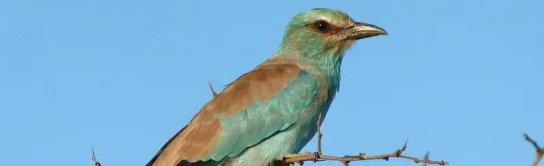 Carraca Europea