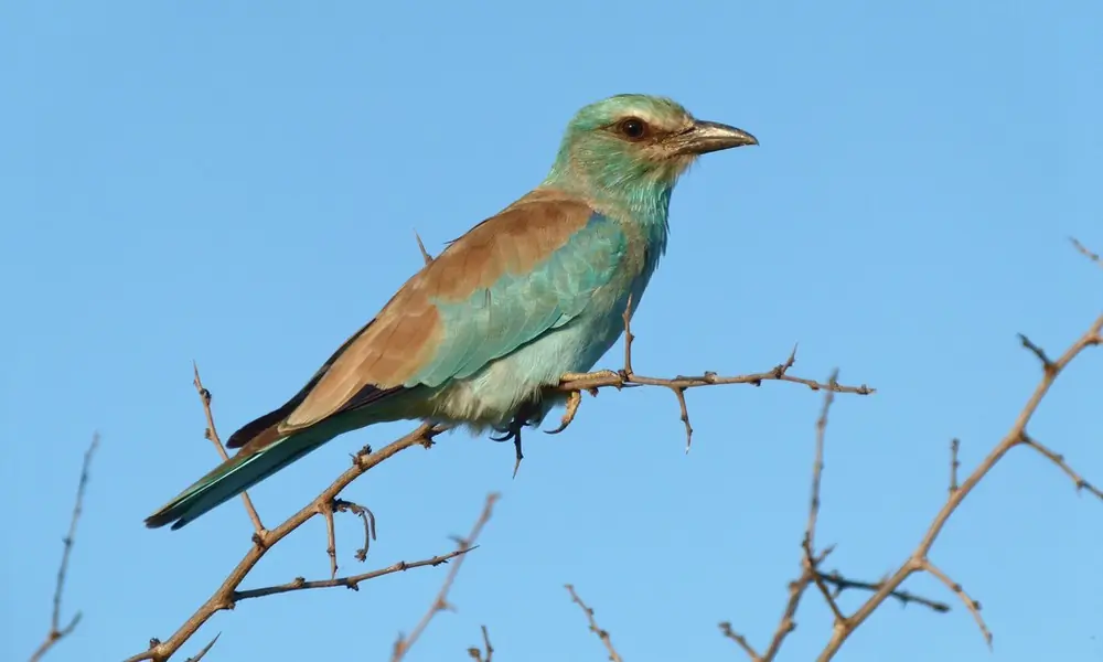 Carraca Europea