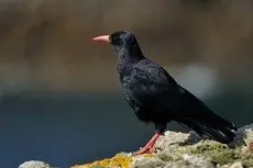 Chova Piquirroja