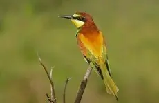 Abejaruco Europeo