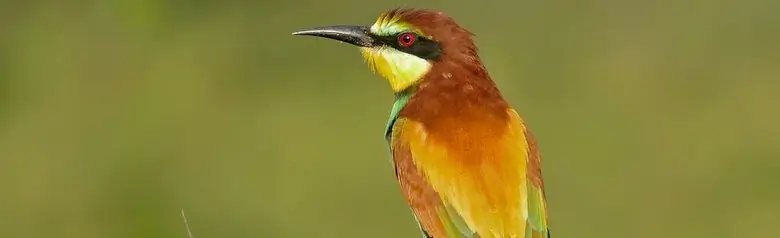 Abejaruco Europeo