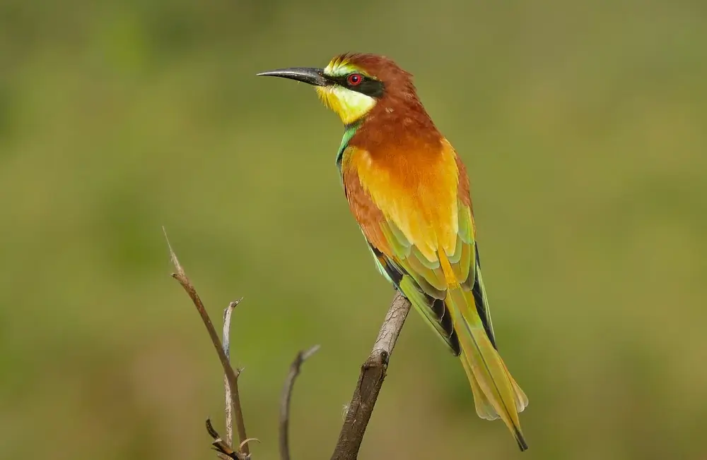 Abejaruco Europeo