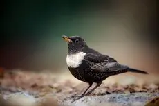 Mirlo Capiblanco