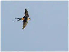 Golondrina Dáurica