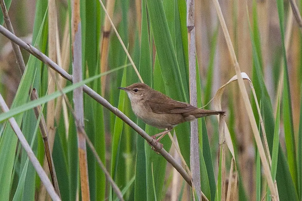 Buscarla Unicolor. Aquí sentado en un bosque de juncos. Plumaje marrón y parte inferior más clara.