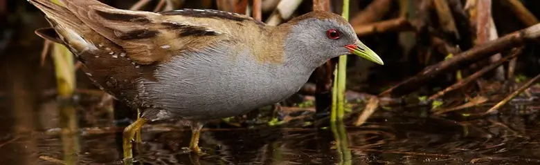 Polluela Bastarda