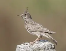 Cogujada Común