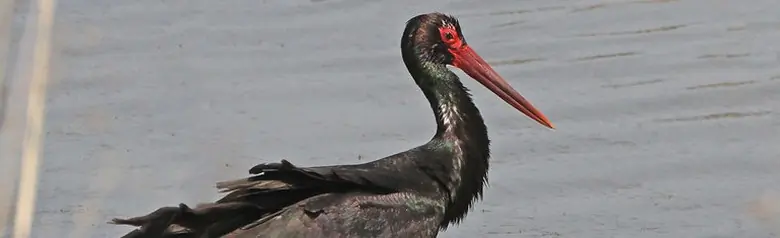 Cigüeña Negra