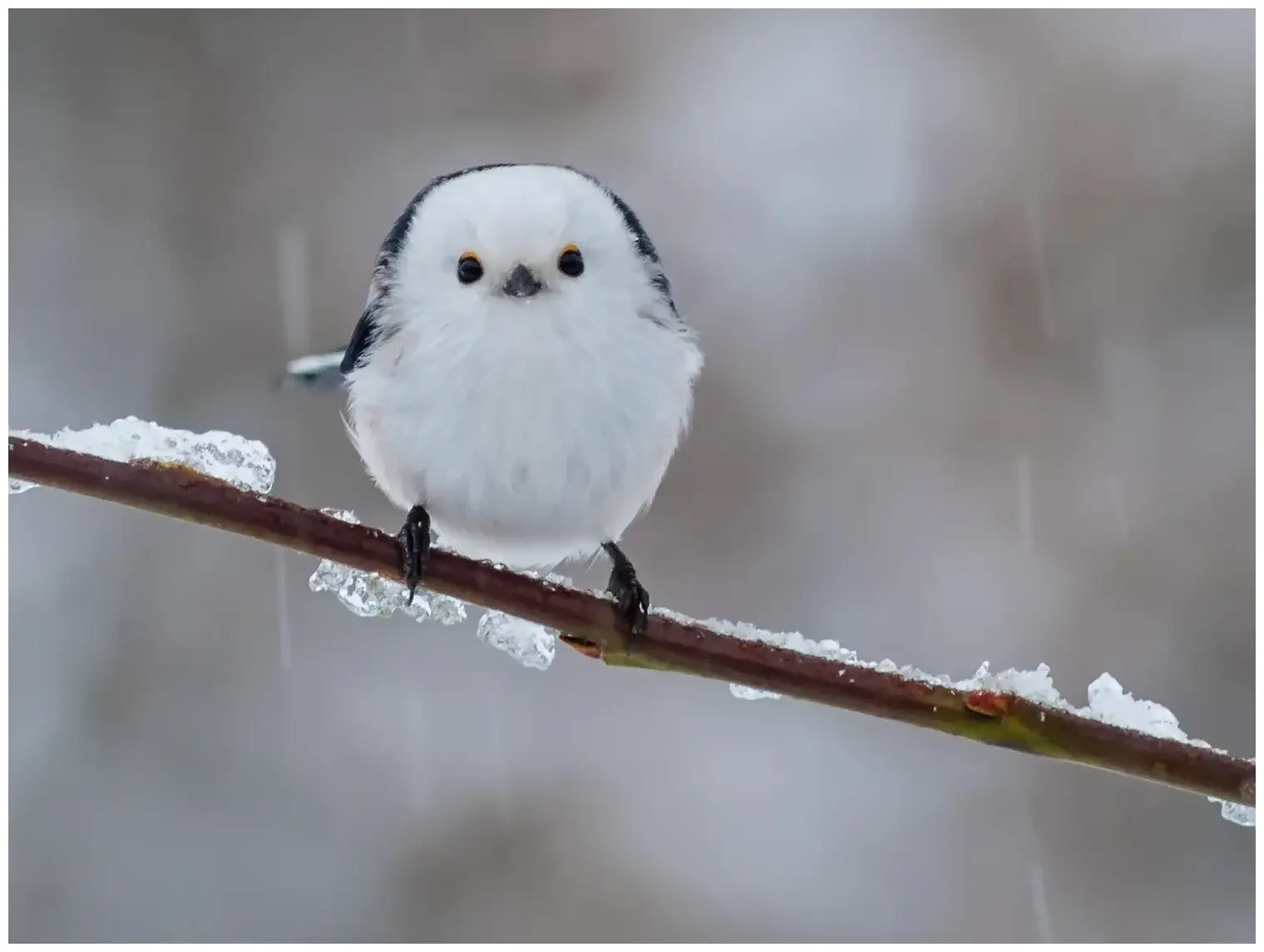 Mito Común
