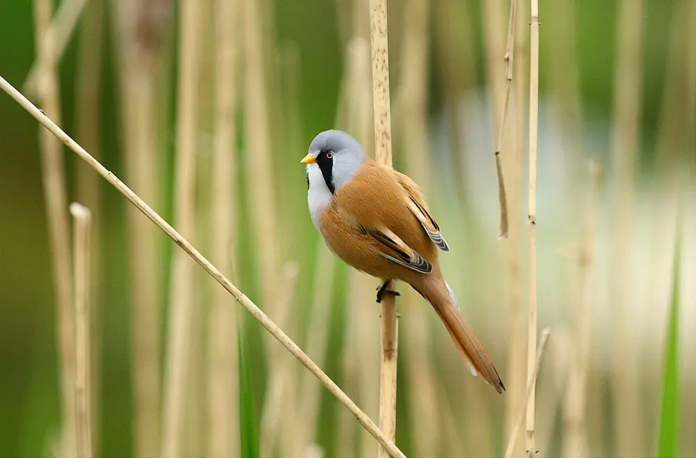 Bigotudo. Vive en bosques de juncos. Cabeza gris con una franja negra en la barba, mientras que la cola, el dorso y las alas son de color marrón canela.