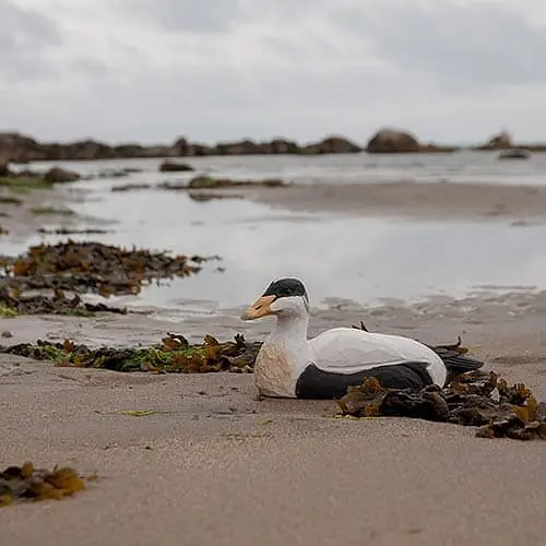 Eider (madera)