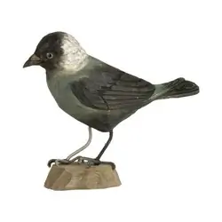 Grajilla Occidental (madera)