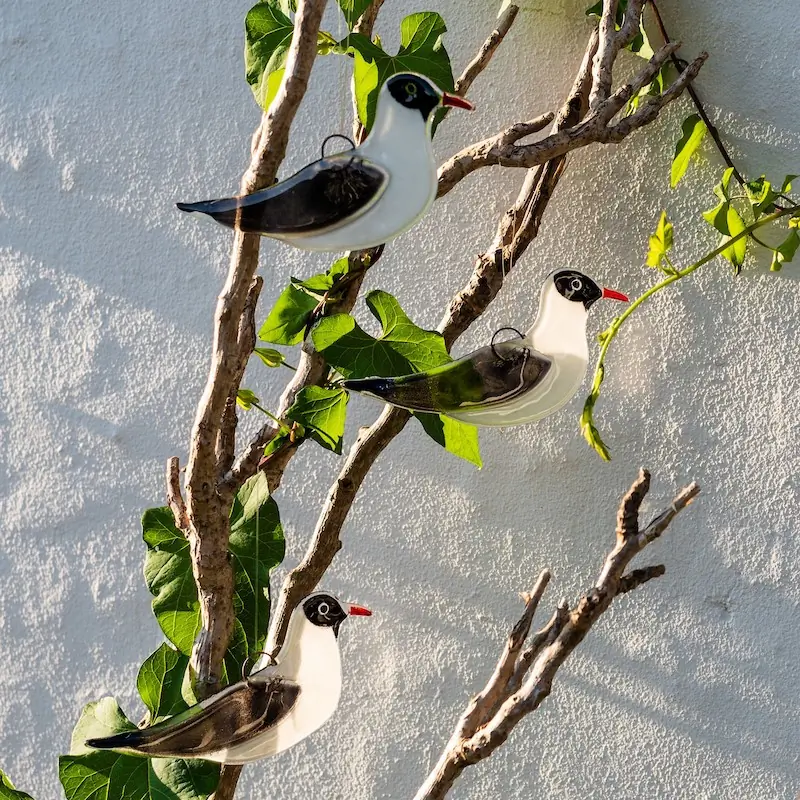 Gaviota Reidora (vaso)