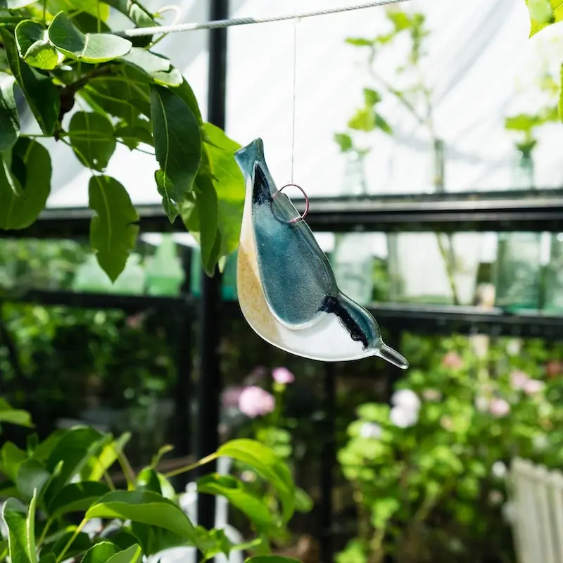Trepador Azul (vaso)