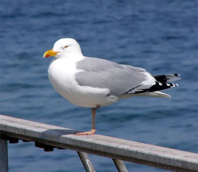 Gaviota Argéntea (vaso)
