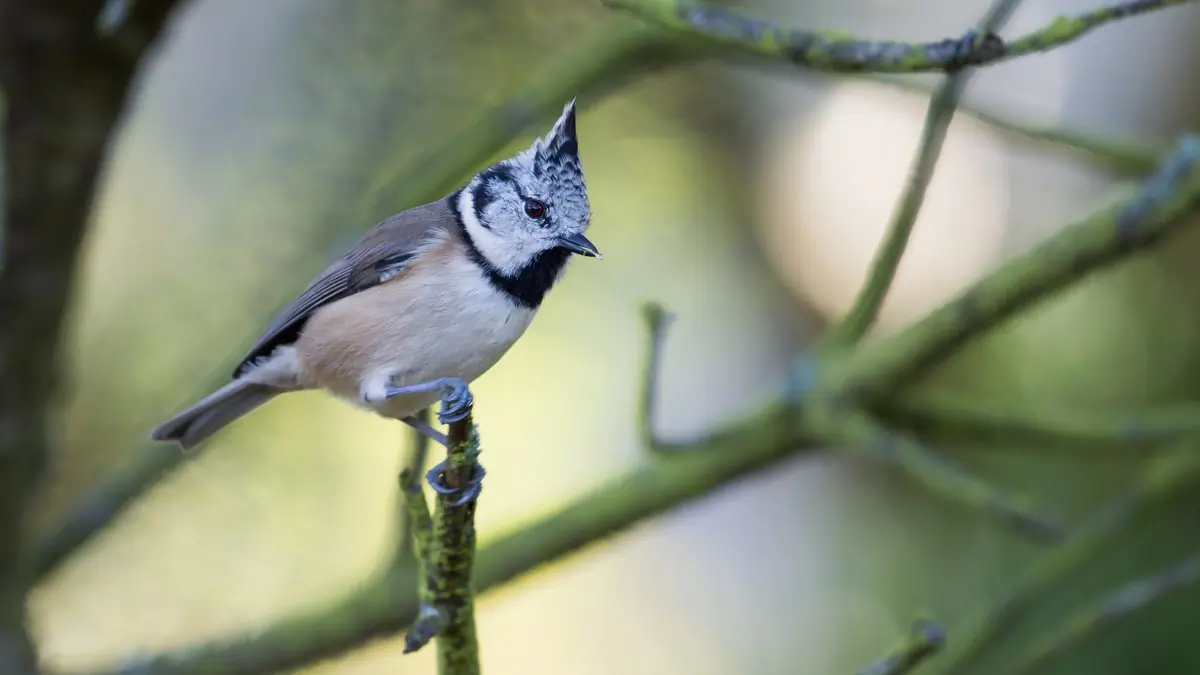 Carbonero Capuchino (vaso)