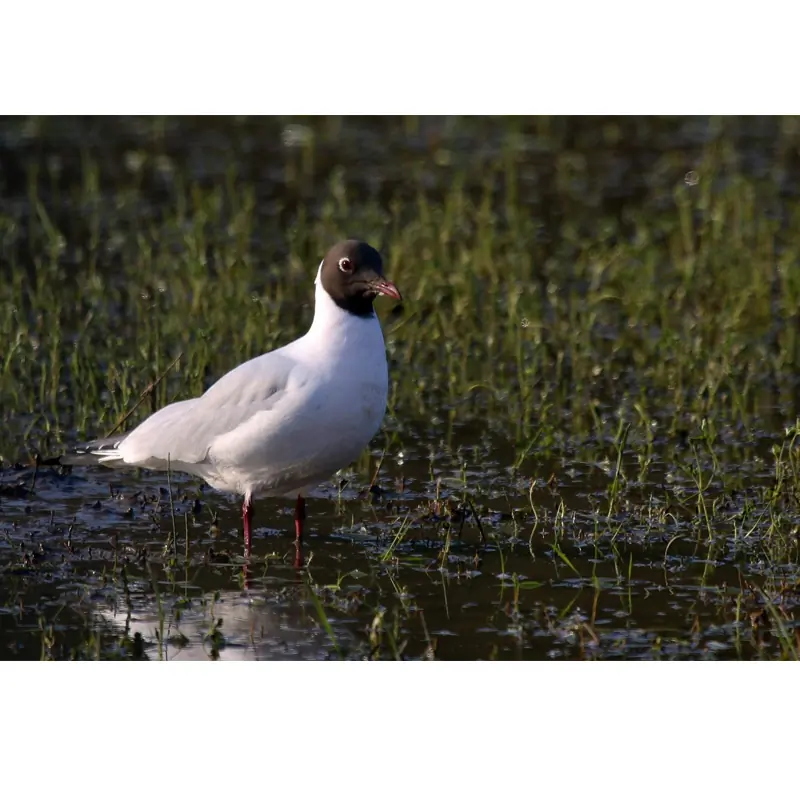 Gaviota Reidora (silbato)